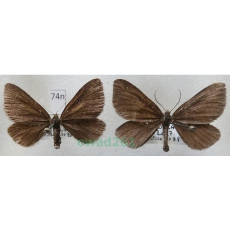 Odezia atrata (Linnaeus, 1758) pair Czech74n